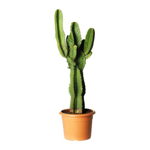 euphorbia-ingens-loncanica__0105744_PE253236_S4